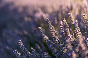 Sergio Arias: Lavender Field