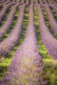 Sergio Arias: Lavender Field
