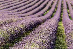 Sergio Arias: Lavender Field