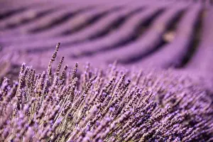 Sergio Arias: Lavender Field
