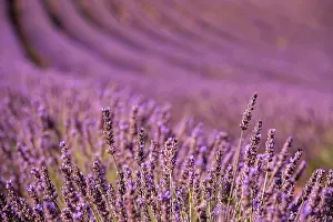 Sergio Arias: Lavender Field