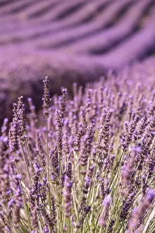 Sergio Arias: Lavender Field