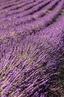 Sergio Arias: Lavender Field