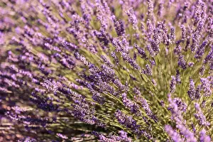 Sergio Arias: Lavender Field