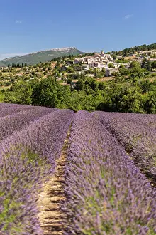 Sergio Arias: Lavender Field