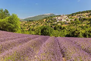 Sergio Arias: Lavender Field