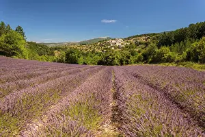 Sergio Arias: Lavender Field