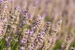 Sergio Arias: Lavender Field with Bee