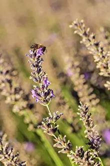 Sergio Arias: Lavender Field with Bee