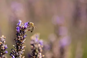 Sergio Arias: Lavender Field with Bee