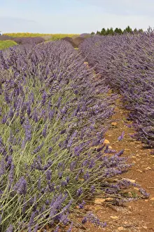 Cotswolds: Lavender field. Cotswolds in Southwestern