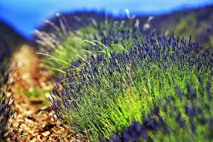Provence: Lavender field in the evening light, FerrassiA re