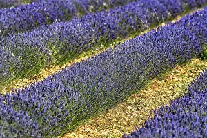 Provence: Lavender field, growing lavender in rows, Ferras