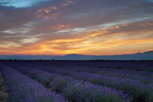 Aromatic: Lavender field Just before dawn near Valensole