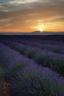 Aromatic: Lavender field Just before dawn near Valensole
