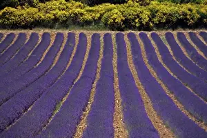 Lavender: Lavender field near Aurel, France, Lavender field
