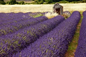 Vaucluse: Lavender field near Simiane-la-Rotonde