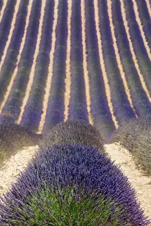 Fragrance: Lavender Field, Plateau de Valensole, Valensole