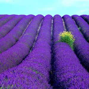 Fragrance: Lavender field, Provence