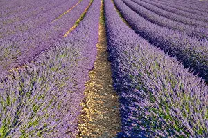 Provence: Lavender field, Provence-Alpes-Caete d'Azur region