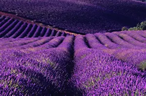 Bulk: Lavender field, Puimoisson, Provence, France, Europe