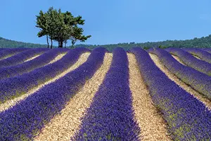 Pleasant: Lavender field on the Sault plateau, Spectacular
