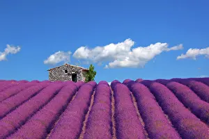 Provence: Lavender field with sheepfold in Sault, Provence