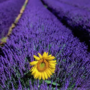 Provence: Lavender field with sunflower on the Palteau de