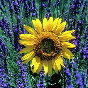 Provence: Lavender field with sunflower on the Palteau de