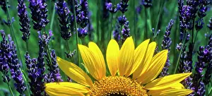 Provence: Lavender field with sunflower on the Palteau de