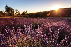 Sergio Arias: Lavender Field at sunset
