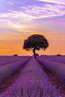 Lavender: Lavender field at sunset, Brihuega. Guadalajara