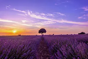 Lavender: Lavender field at sunset with purple flowers, Brihuega
