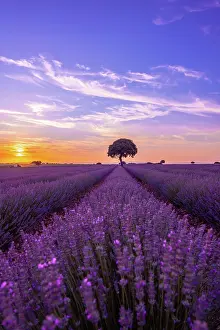 Lavender: Lavender field at sunset with purple flowers, Brihuega
