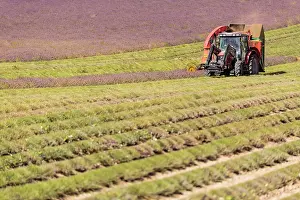 Sergio Arias: Lavender Field tractor harvesting lavender