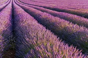 Provence: Lavender fields in bloom in Provence. Valensole