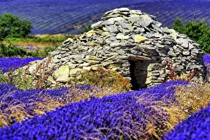 Provence: Lavender fields with borie, typical Provenial st