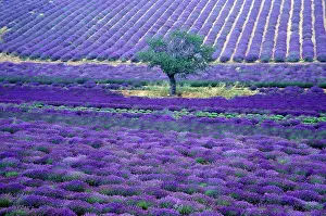 Smell: Lavender fields, Vence, Provence, France