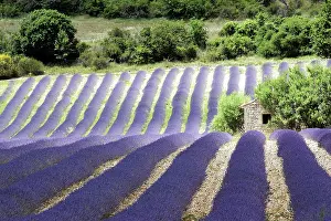 Latifolia: Lavender flowers in row, Sault, Vaucluse, France
