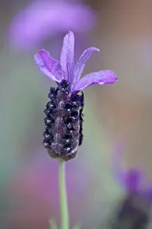 Stoechas: Lavender, French lavender