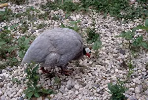 Meleagris: Lavender Guinea Fowl