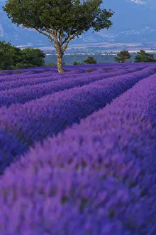Lamiaceae: Lavender (lavandin) Fields, Valensole Plateau, Alpes