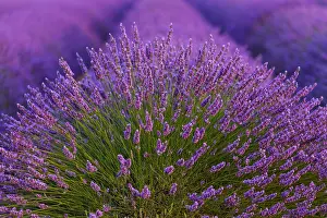 Lamiaceae: Lavender (lavandin) Fields, Valensole Plateau, Alpes