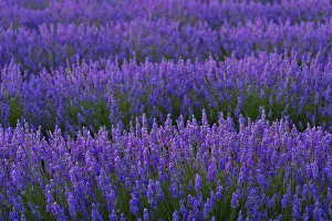 Lamiaceae: Lavender (lavandin) Fields, Valensole Plateau, Alpes