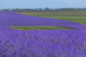 Lamiaceae: Lavender (lavandin) Fields, Valensole Plateau, Alpes