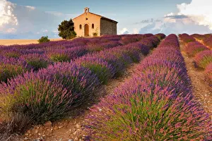 Churches: Lavender (Lavandula angustifolia) field, chapel