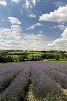 Aromatherapy: Lavender, Lavandula angustifolia, A field with furrows