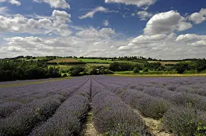 Aromatherapy: Lavender, Lavandula angustifolia, A field with furrows