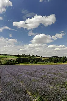 Aromatherapy: Lavender, Lavandula angustifolia, A field with furrows