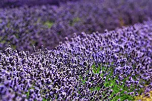 Lavender: Lavender (Lavandula angustifolia) flower, lavender
